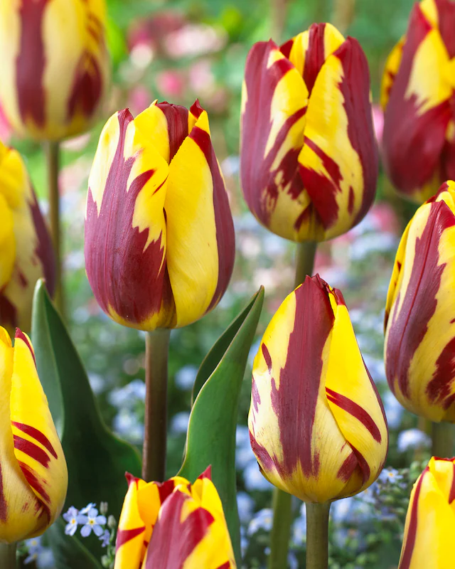 Zweifarbige Tulpen, 22tlg.